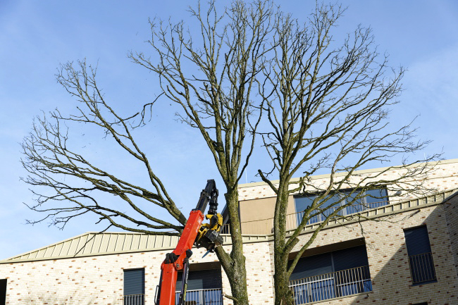 F&auml;llung Baumhasel Hohenstaufenallee